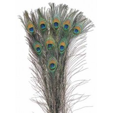 FEATHERS PEACOCK Natural  35"- 42" (BULK)